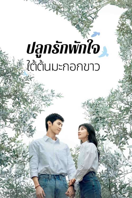 ปลูกรักพักใจ ใต้ต้นมะกอกขาว